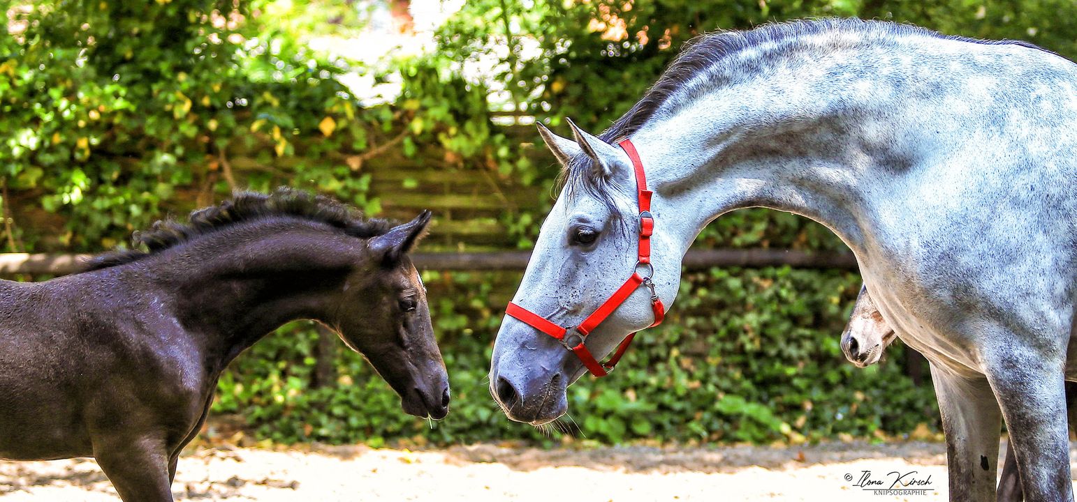 Lipizzaner Mare & Foal @Kirsch Lipizzaners